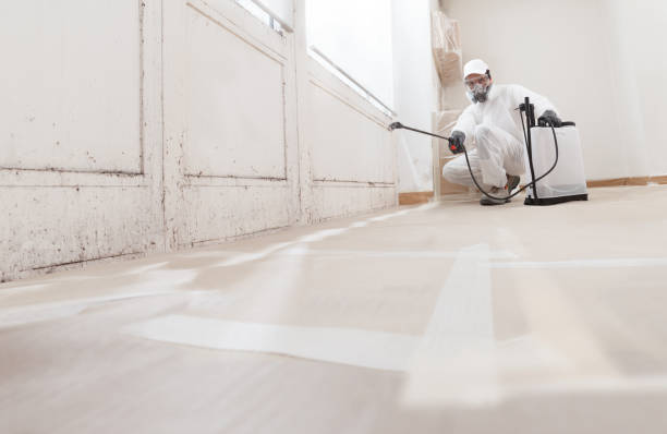 Black mold remediation team in Merchantville